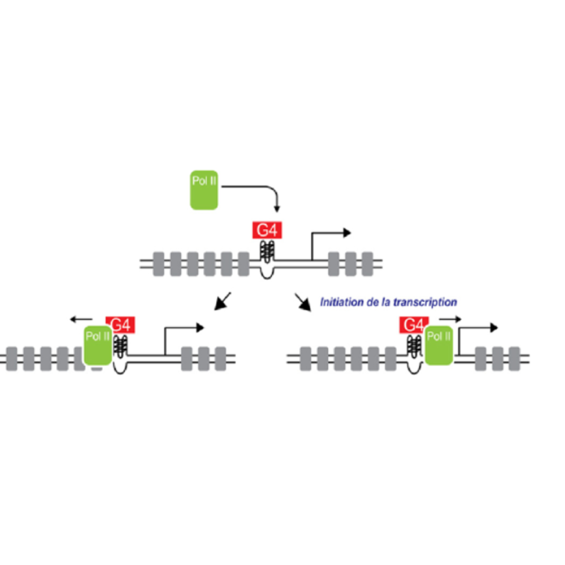 Researchers from the Institut Polytechnique de Paris contributed to a study demonstrating the role of DNA structures in gene regulation
